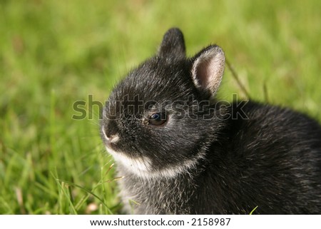 neverland dwarf rabbits. Netherland Dwarf rabbit.