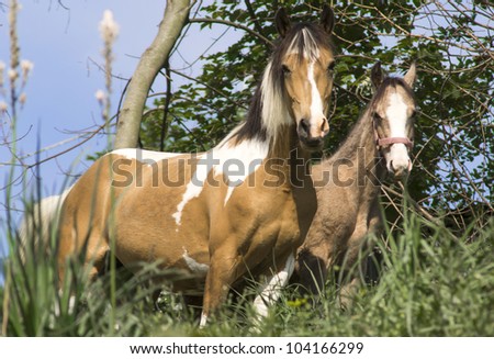 Horse feeding in a green pasture