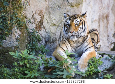 tiger sitting on the ground