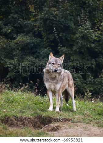 Largest Wolf Species