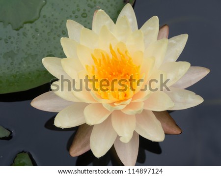A yellow lotus in a pool in thailand.