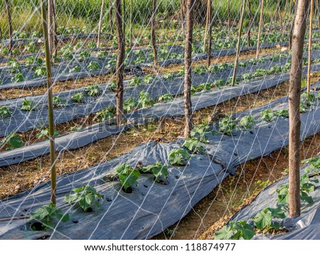 Place for growing vegetable with net and pole to help the plants rising up as it nature.