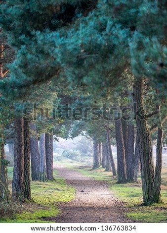 Row of trees in New forest, UK in the evening time.