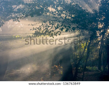 light beams through trees and mist in New forest, UK.