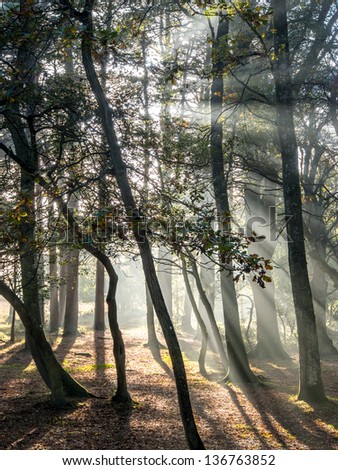 light beams through trees and mist in New forest, UK.
