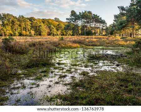 Swamp in New forest with sky and cloud.