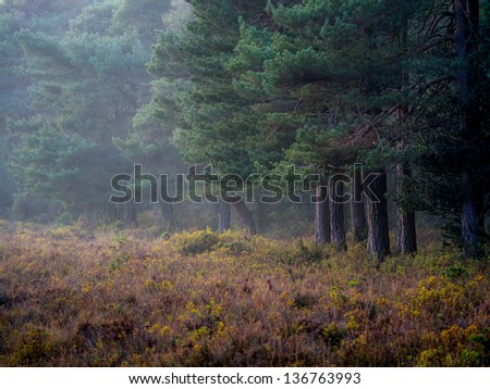 New forest in Dorest in UK in fall.