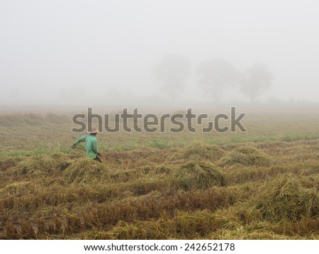 Man working in a rice paddy in Thailand.