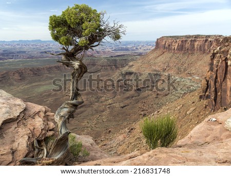 Utah Juniper (Juniperus osteosperma) tree on the edge of a deep canyon in Canyonlands National Park near Moab Utah.