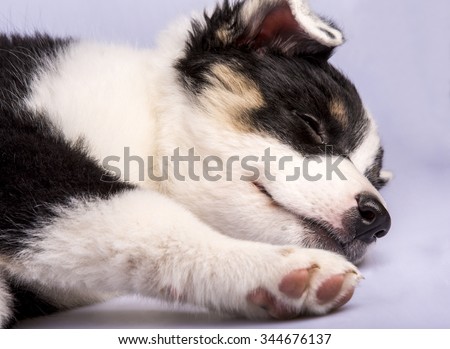 Cute Texas Blue Heeler (a cross breed of Australian Cattle Dog and Australian Shepperd) puppy sleeping .