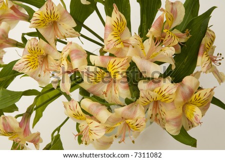 Yellow and white flowers in a vase on a white table top.  Useful for background/texture.