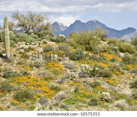 Spring in Arizona\'s Sonoran desert showing green grass and blooming  yellow poppies backed by Four Peaks mountain.