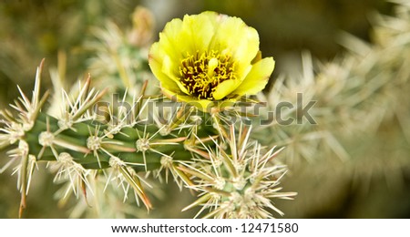 Arizona Pencil Cholla (Cylindropuntia Arbuscula) in bloom in the Arizona desert.