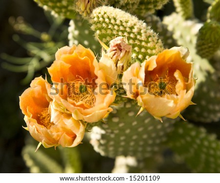 Orange Cactus (Opuntia engelmanni or Cactus Apple) blossoms in Arizona.