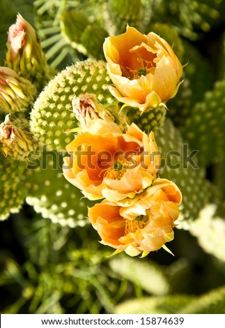 Orange Cactus (Opuntia engelmanni or Cactus Apple) blossoms  in Arizona.
