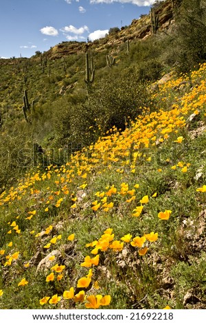 Spring in Arizona's Sonoran desert showing green grass  and blooming purple and yellow flowers in the  Superstition Mountains.
