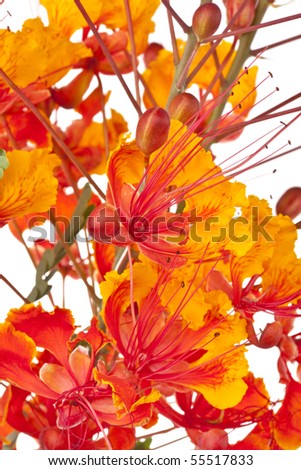 Mexican Bird of paradise flower (Caesalpinia  pulcherrima) also called Poinciana, Peacock  Flower, Red Bird of Paradise, Mexican Bird of  Paradise, and Pride of Barbados, isolated on white.