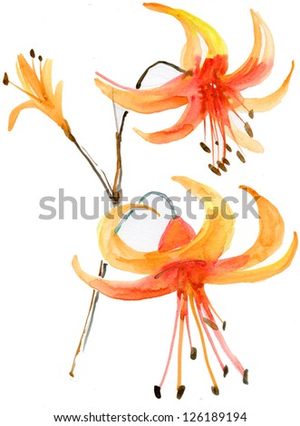 watercolors flowers to lilies on white background.