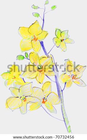 stock photo yellow orchid flower drawing