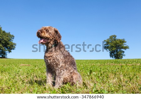 Wire Haired Pointing Griffon or Korthals, a  breed of hunting dog,  sitting in a green agricultural field against a clear blue sky in summer sunshine