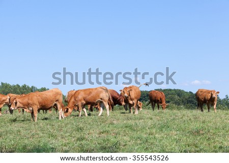 Herd of Limousin beef cattle with cows and a bull grazing contentedly in a summer pasture with copy space on the clear blue  sky