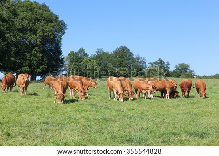Limousin beef cattle herd with a red brown bull and cows grazing in a green grass summer pasture facing the camera in a long row