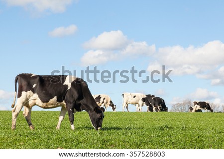 Black and white Holstein dairy cow grazing in a green pasture on the skyline against a blue sky and white clouds with copy space with the cattle herd in the background