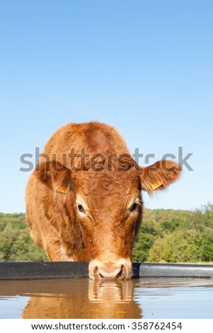 Face of a red brown Limousin beef cow drinking water from a plastic tank in a sunny pasture looking alertly at the camera, close up view with copy space above