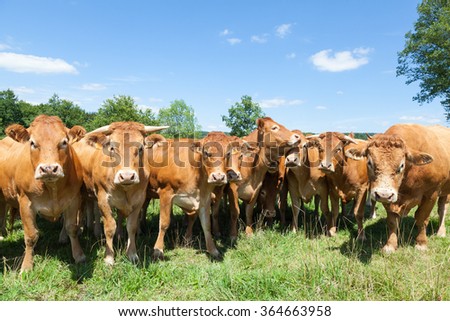 Herd of red brown Limousin beef cattle with cows and a  bull standing in a line staring inquisitively at the camera in a lush green pasture with blue sky in a close up view