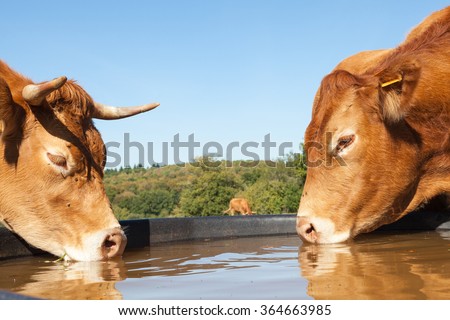 Two thirsty Limousin beef cows drinking from a plastic  water tank in a pasture, close up side view of their heads on opposite sides of the tank