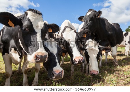 Herd of friendly black and white  Holstein dairy cows or cattle pushing their heads close to the camera  as they stand in a farm pasture