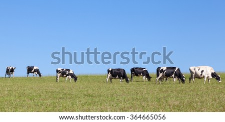 Long line of black and white Holstein dairy cattle with full udders walking on the skyline in an open grassy pasture as the cows in the herd return to the dairy for milking, panoramic format