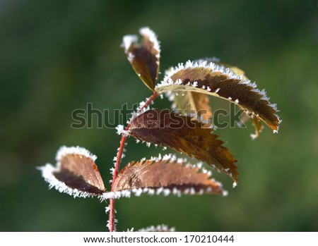 winter background ,hoar-frost on plants in winter ,close-up