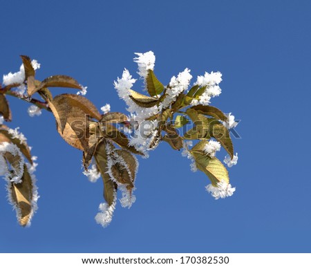 winter background ,hoar-frost on plants in winter , against blue sky ,close-up