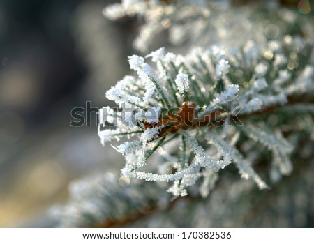 winter background ,hoar-frost on plants in winter ,close-up