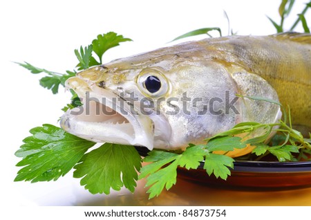 White freshwater predatory fish, close up, green leaf.
