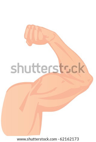 Human Biceps