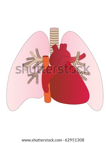 human heart diagram with labels. heart diagram labelslabel