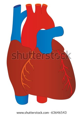 human circulatory system heart. human circulatory system