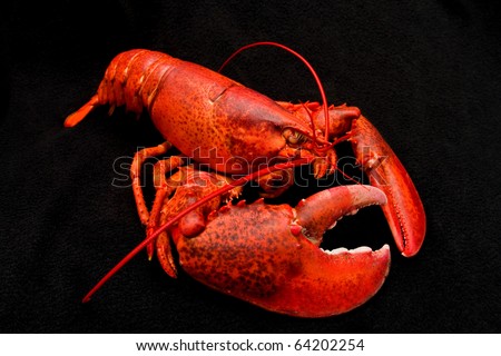 Maine Lobster - Steamed lobster with a giant claw, photographed on a black background.