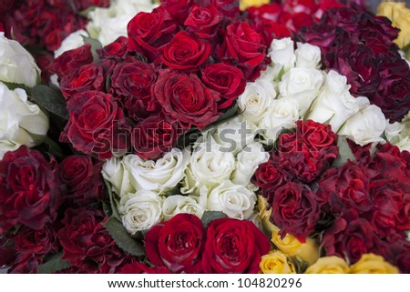 Red, white and yellow waning roses. Shallow depth of field.