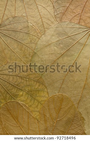 Pressed autumn leaves background texture