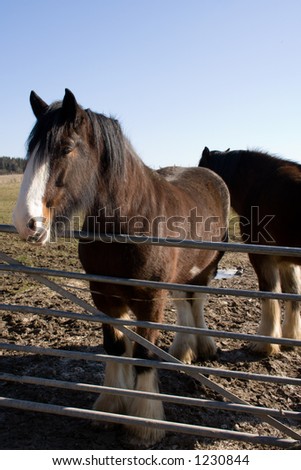 Shire Horses 1