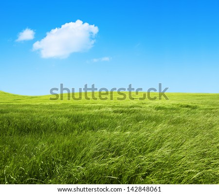 field of green grass and cloud.Nature background