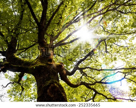 Fantasy nature tree.Unusuall tree face and arms.Mystery tree