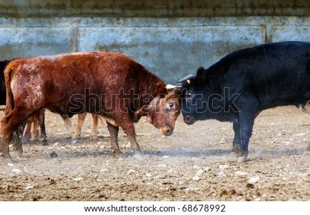 Two Bulls