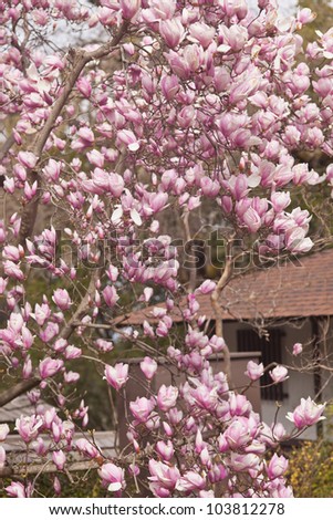 Magnolia is a large genus of about 210 flowering plant species in the subfamily Magnolioideae of the family Magnoliaceae.