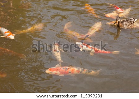 Decorative pond with koi fish in Japanese garden.