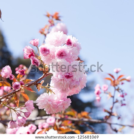 Blossoming almond tree in springtime in California