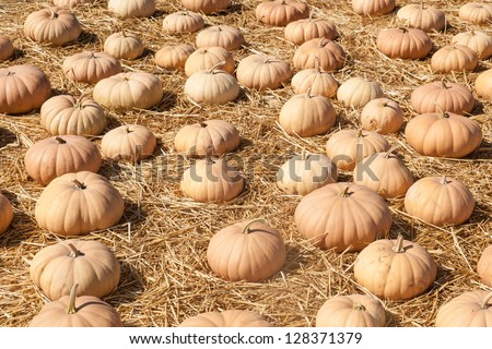 Pumpkins in pumpkin patch waiting for customers.